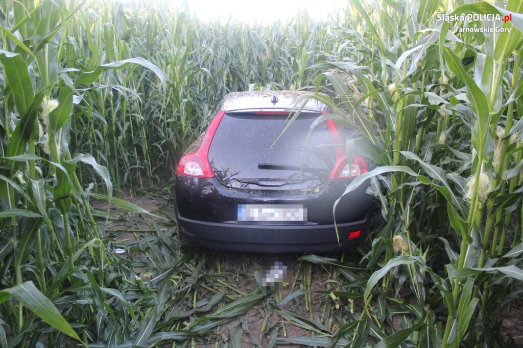 Samochód wjechał w pole kukurydzy w powiecie tarnogórskim 